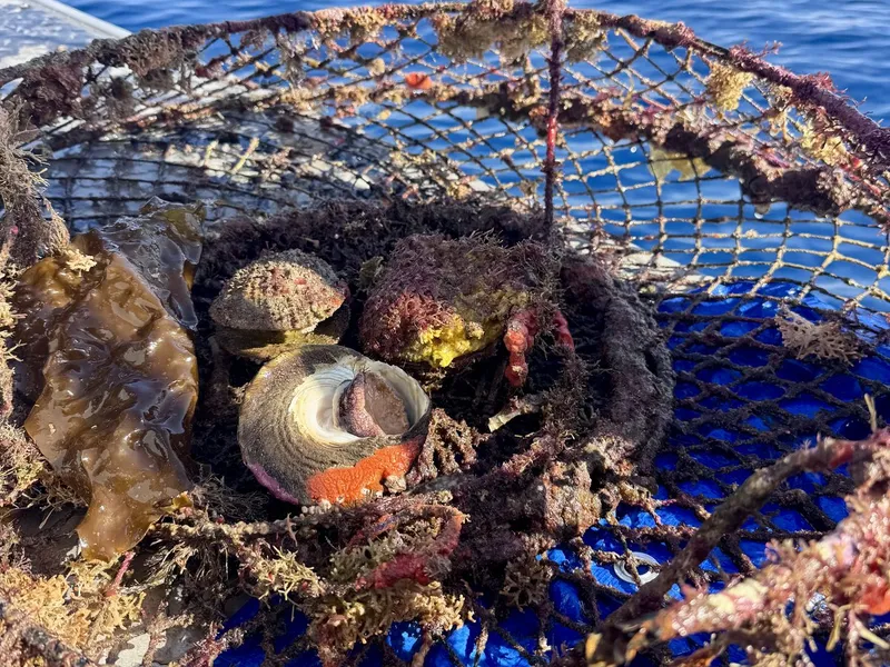 A heavily encrusted hoop net, complete with a crab and turban snails that had taken up residence, shows how long some of this gear has been down.
