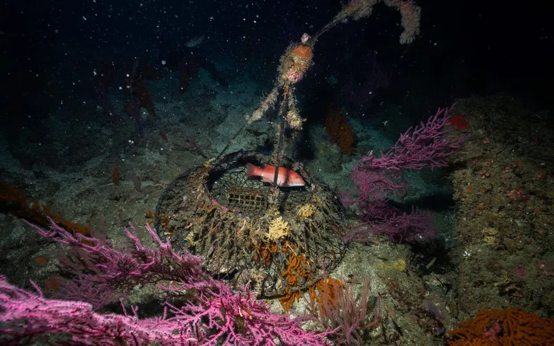 Arrow Point — Ghost Diving USA