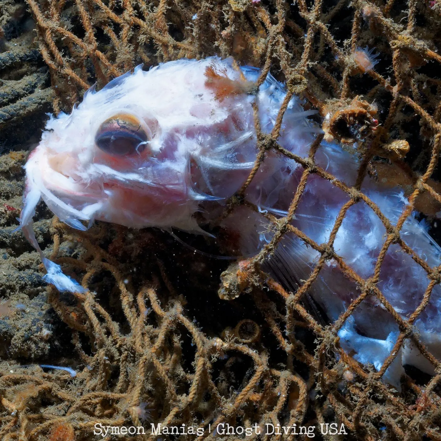 Dead fish trapped in a ghost net